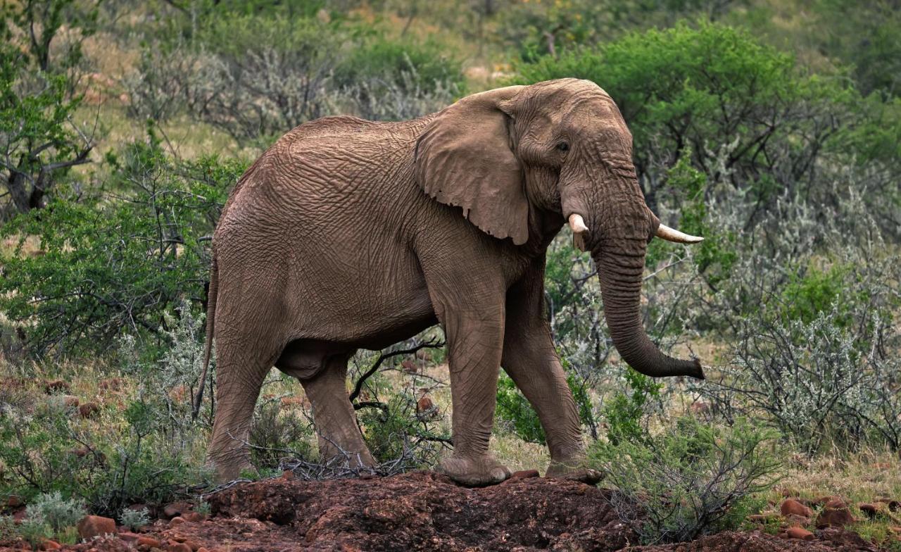 Grootberg Lodge Damaraland Eksteriør bilde