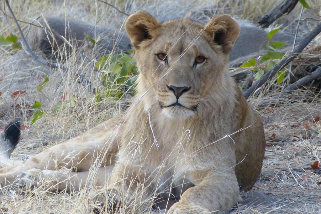 Grootberg Lodge Damaraland Eksteriør bilde