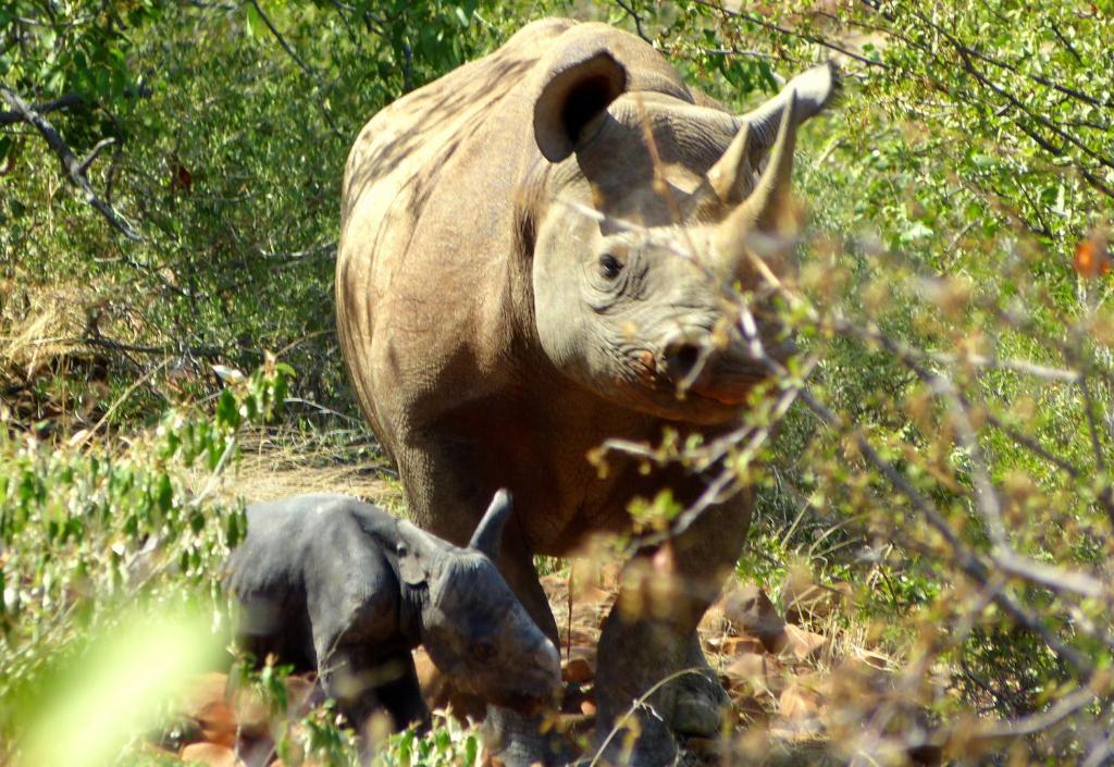 Grootberg Lodge Damaraland Eksteriør bilde
