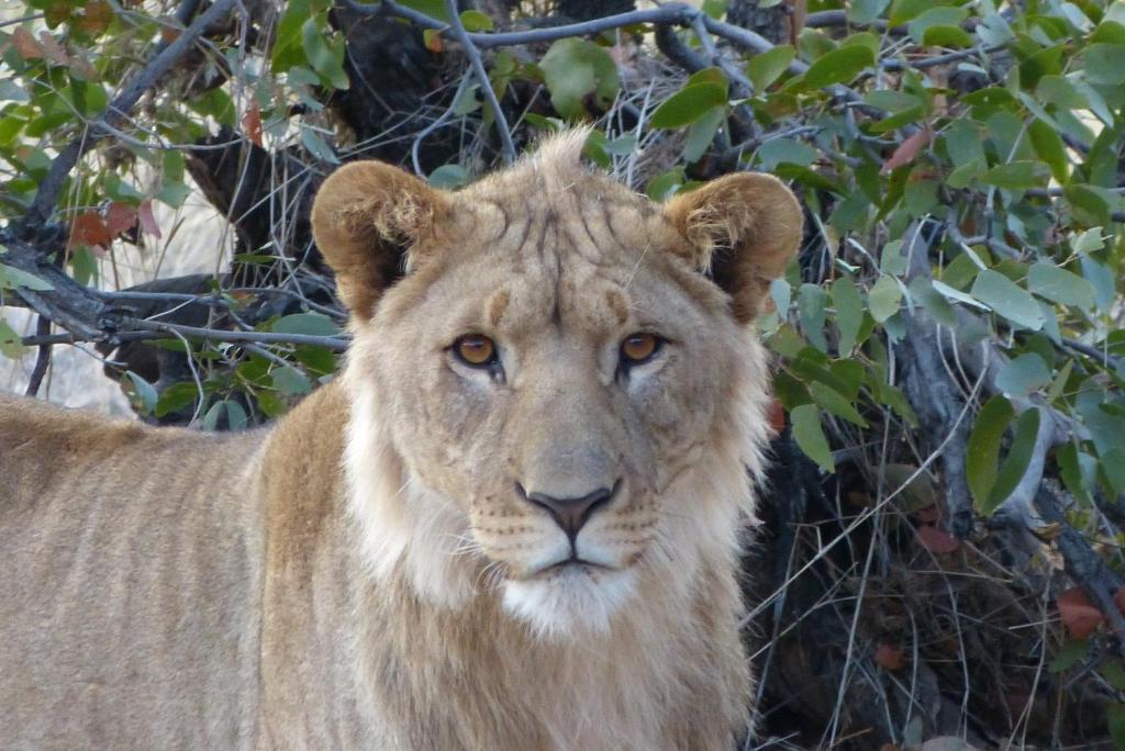 Grootberg Lodge Damaraland Eksteriør bilde