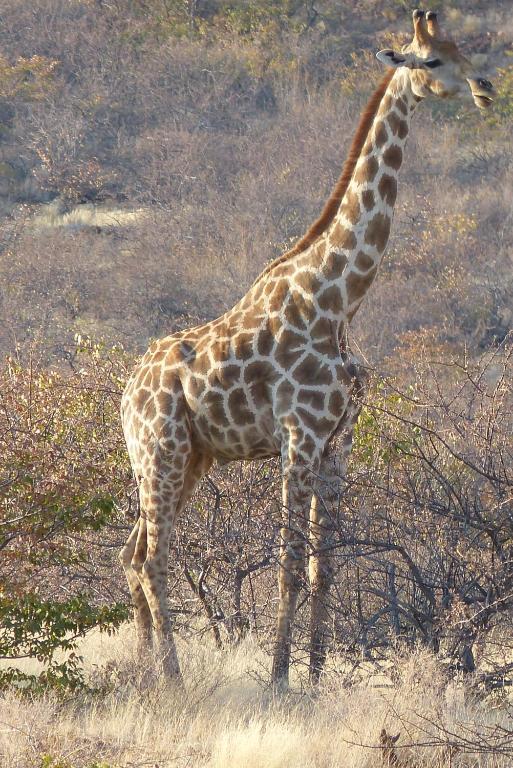 Grootberg Lodge Damaraland Eksteriør bilde