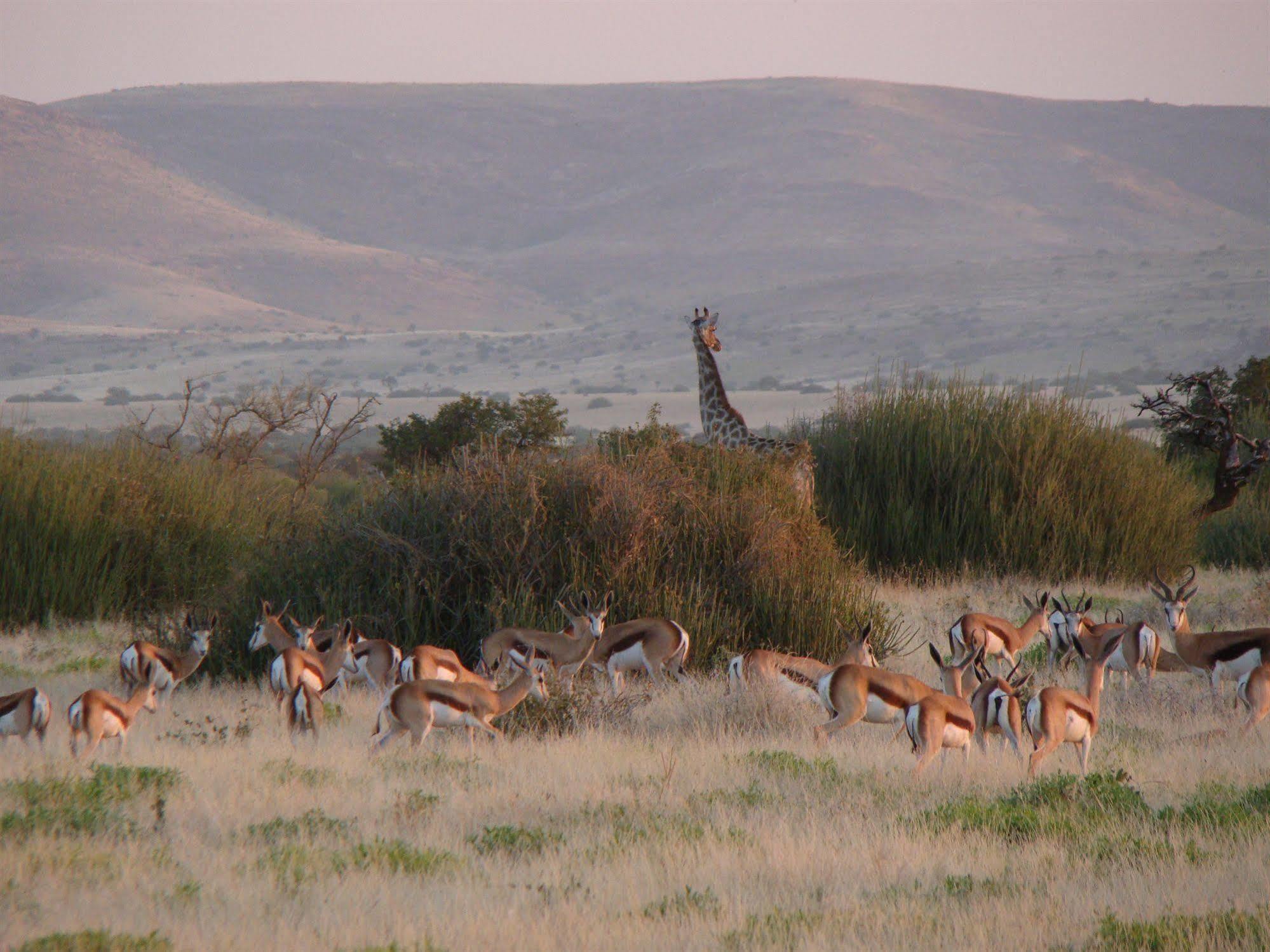 Grootberg Lodge Damaraland Eksteriør bilde